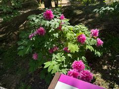 -国家植物园南园