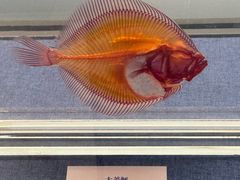 -大连自然博物馆