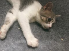 -猫色咖啡·猫咖