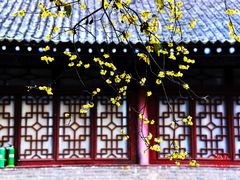 -西安大兴善寺
