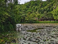 -野象谷景区