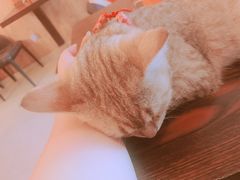 -名猫咖啡馆·撸猫·拼豆