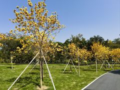 -森波拉奇妙世界