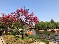 -团结湖公园