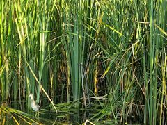 -长春市南湖公园