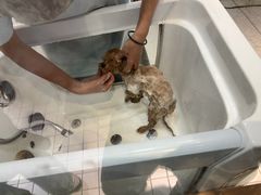 -PET WISH宠物愿望(BFC外滩金融中心店)