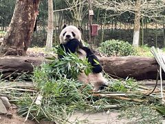 -都江堰中华大熊猫苑