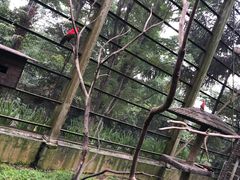 -吉隆坡雀鸟公园