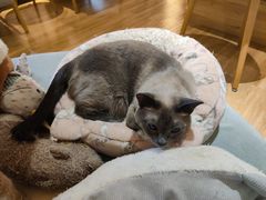 -滚猫咖啡·猫咖·猫友好撸猫(未来城店)