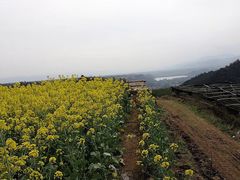 -桑洲油菜花景区