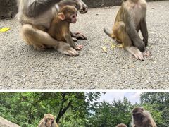 -黔灵山公园