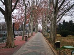 -黄村公园
