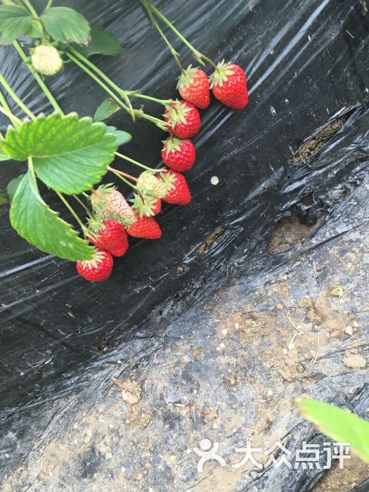 旺旺草莓采摘园图片 - 第2张
