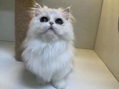 -十月米努特矮脚猫舍