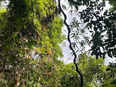 -海南霸王岭国家森林公园