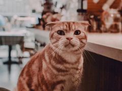 -花与咖啡馆(金星楼店)
