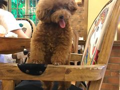 -more than meow吴止猫主题餐厅(承德 中船汇店)