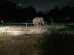 -清迈夜间动物园
