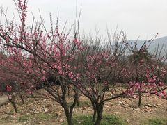 -香雪海
