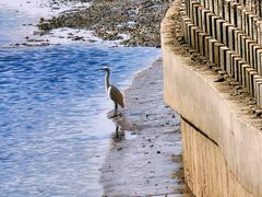 -贡湖湾湿地公园