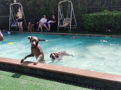 -汪说喵讲宠物乐园宠物酒店(红星美凯龙店)