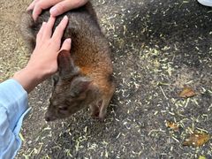 -费瑟代尔野生动物园