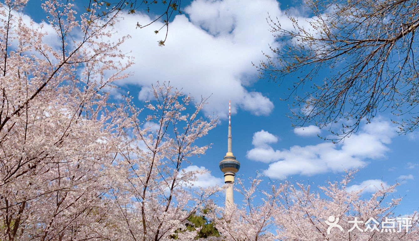 玉渊潭樱花
