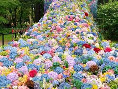 -上海共青森林公园