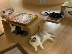 -猫和宫(六道口店)