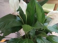 -YAFEE雅菲·粤菜·湘菜·融合菜(魏公村店)