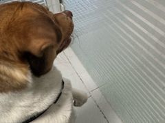 -纳吉亚猫专科动物诊疗中心(蒋宅口分院)