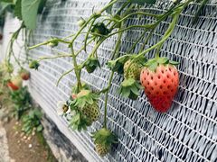 -建德果蔬乐园绪塘草莓基地