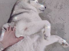 -星多哈·狗咖·拼豆·咖啡