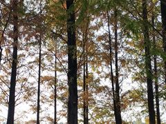 -白鹭湾湿地公园