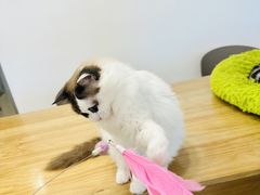 -有喵·猫咖·狗咖·30几只猫10只小狗(岗厦店)