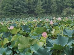 -苏州东太湖生态园