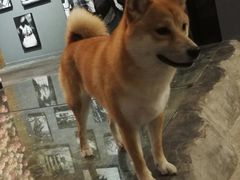 -百好乐宠物友好餐厅(朝外大街店)