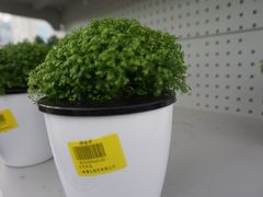 -上海鲜花港