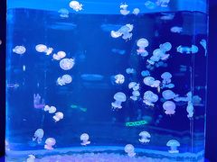 -欢乐海岸海洋奇梦馆