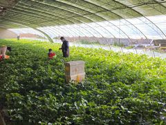 -大自然农场蔬菜草莓采摘园