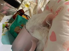-宠福鑫动物医院(城北分院)