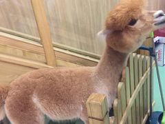 -藦茜花园宠物主题亲子互动体验馆(国顺东路店)
