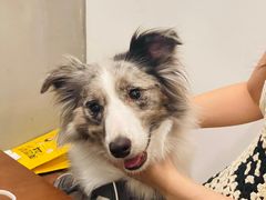 -Again Coffee Roaster(香蜜湖店)