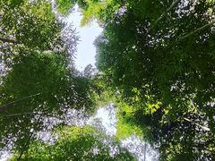 -上海佘山国家森林公园西佘山园