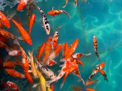 -北国之春国宴(乌兰察布店)