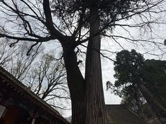 -少华山国家森林公园