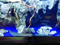 -石葵(锦业时代店)