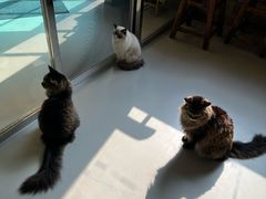 -豆逗聊愈猫阁Easy Life