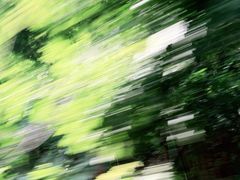 -西双版纳原始森林公园