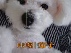 -瑞鹏宠物医院·爱宠堂·骨外专科(西荷分院)